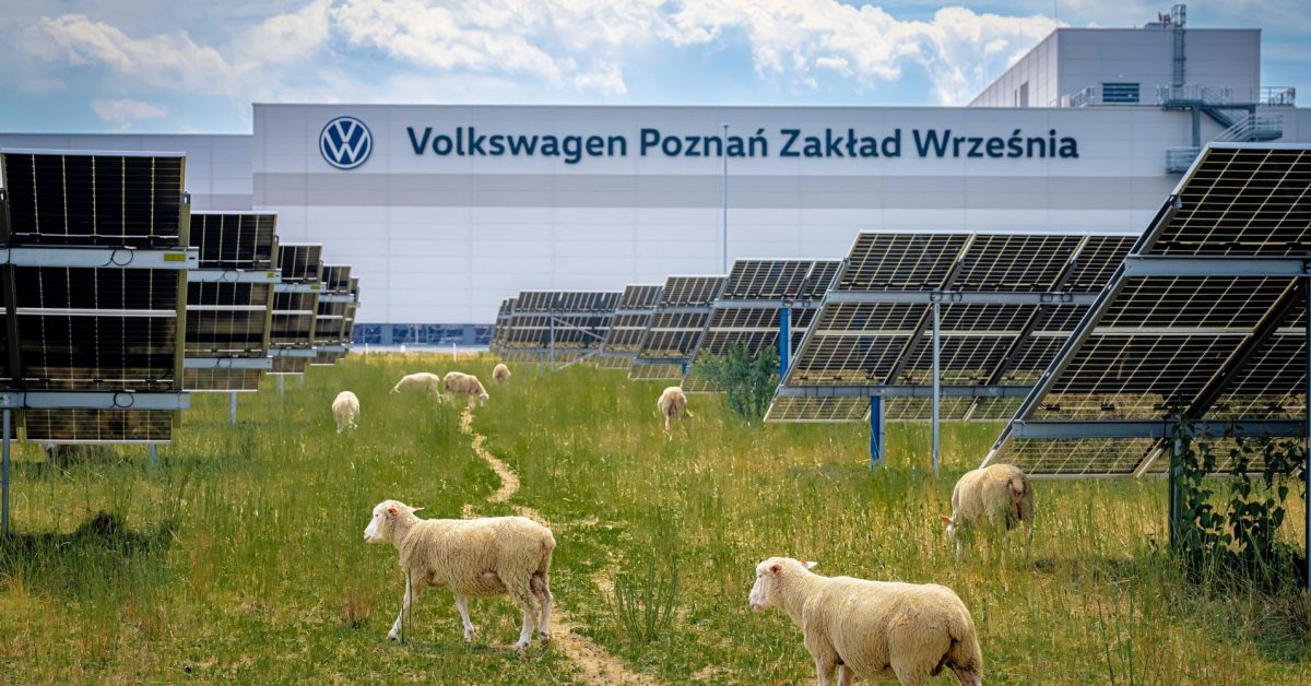 Agrivoltaica industrial: cómo la ganadería complementa granjas solares a escala empresarial