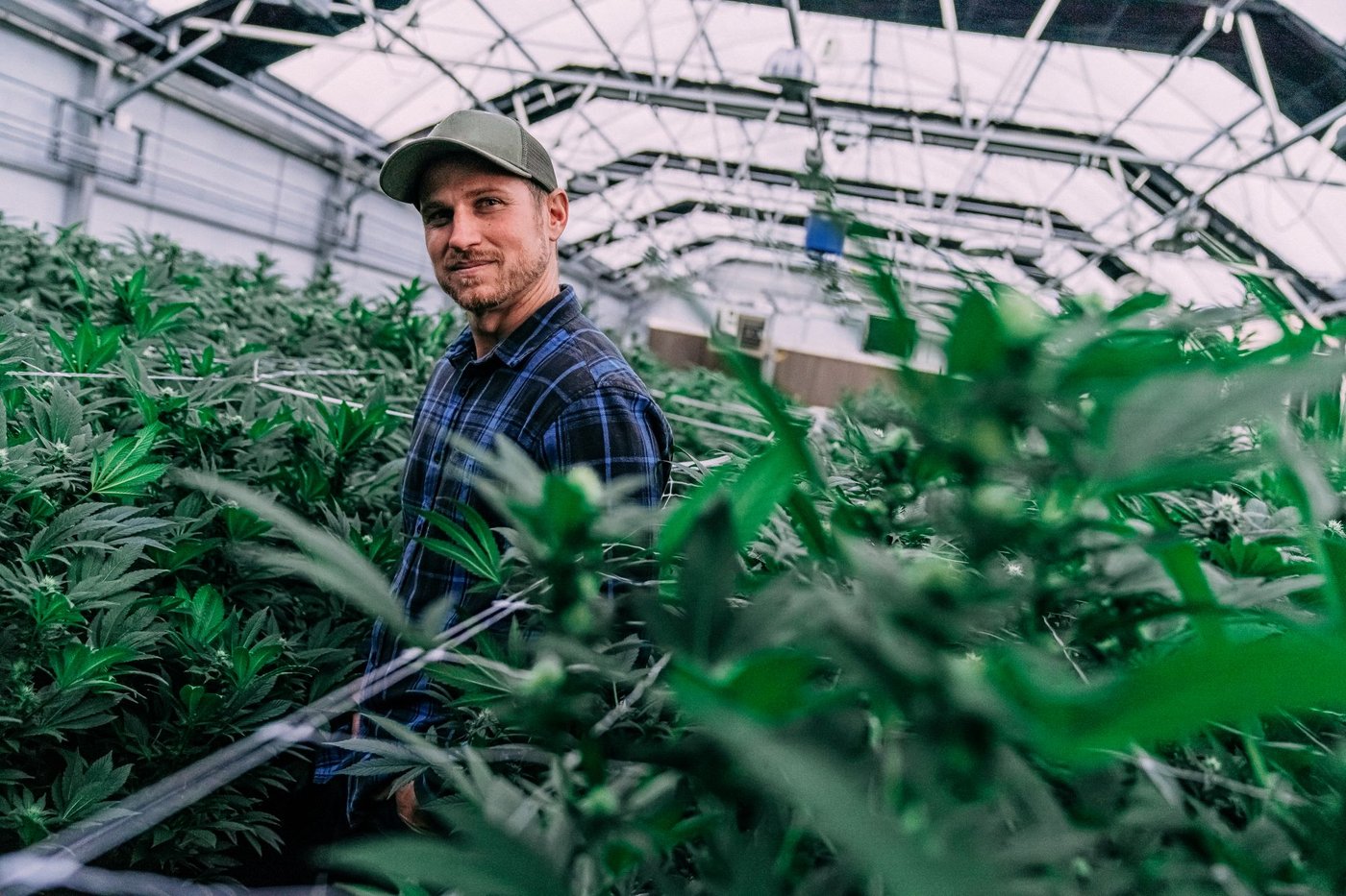 La Industria de la Marihuana Acaba de Alcanzar un Hito Masivo
