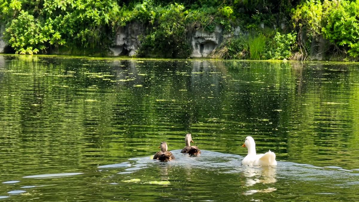 Restauración ecológica recupera ecosistema lacustre y atrae fauna migratoria a la capital