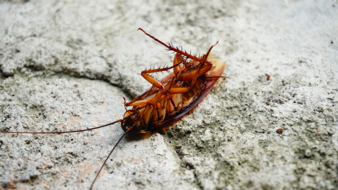 Las cucarachas se desplazan con miles de piezas de genomas bacterianos