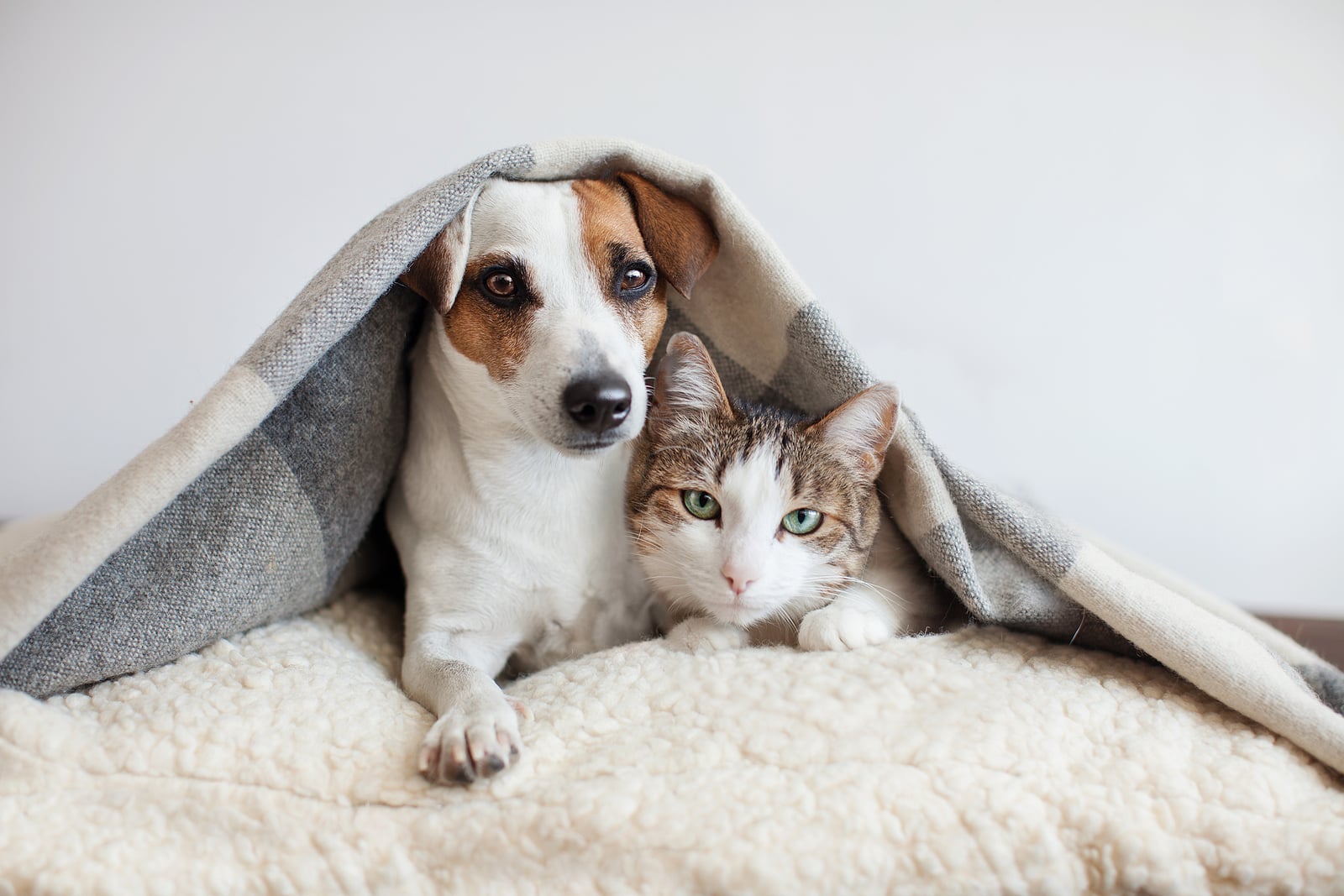 Mascotas como indicador de transformación en patrones de consumo global