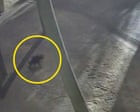 Diablo de Tasmania Mary encontrado a 2 km de su hogar en parque temático de Gold Coast después de dos semanas en fuga