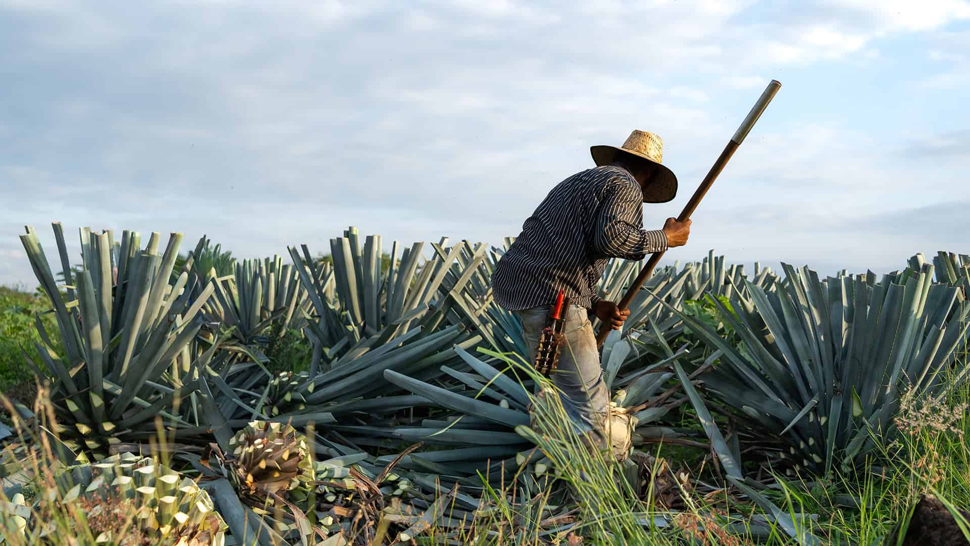 Guanajuato consolida su posición como destino gastronómico de referencia en México