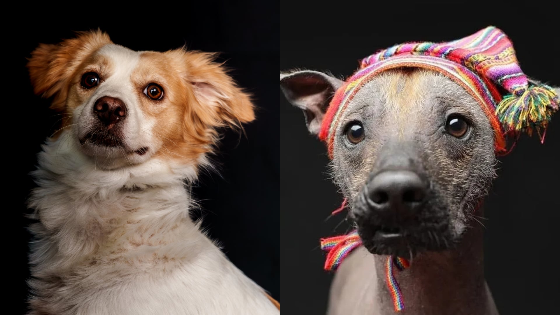 Dos razas caninas autóctonas que revelan la historia prehispánica de América del Sur